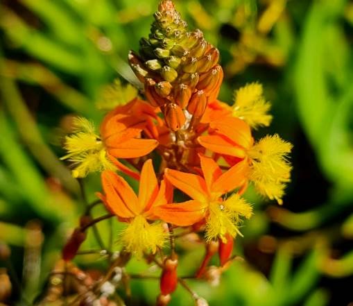 Bulbine frutescens flowering orange